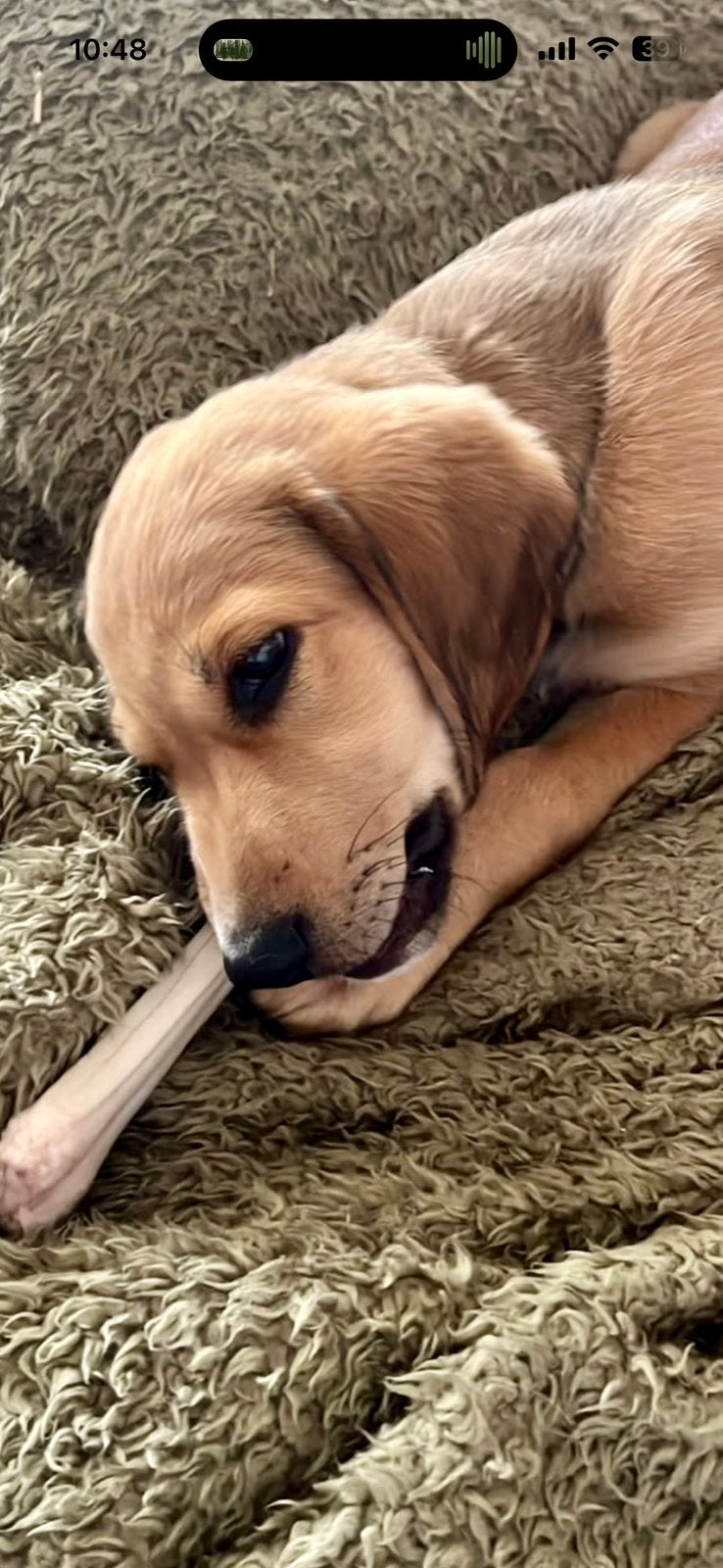 Super sociale pups mogen verhuizen!, Dieren en Toebehoren, Parvo, 8 tot 15 weken, Teef, Meerdere