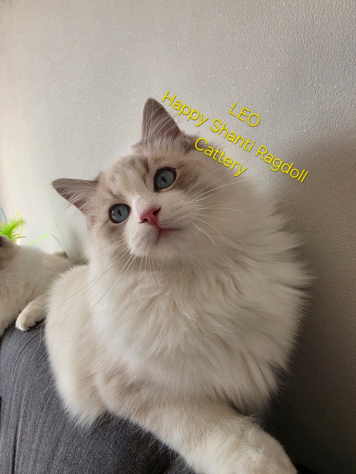De prachtige  mooie Ragdoll kittens met stamboom, Kater, Met stamboom, 0 tot 2 jaar