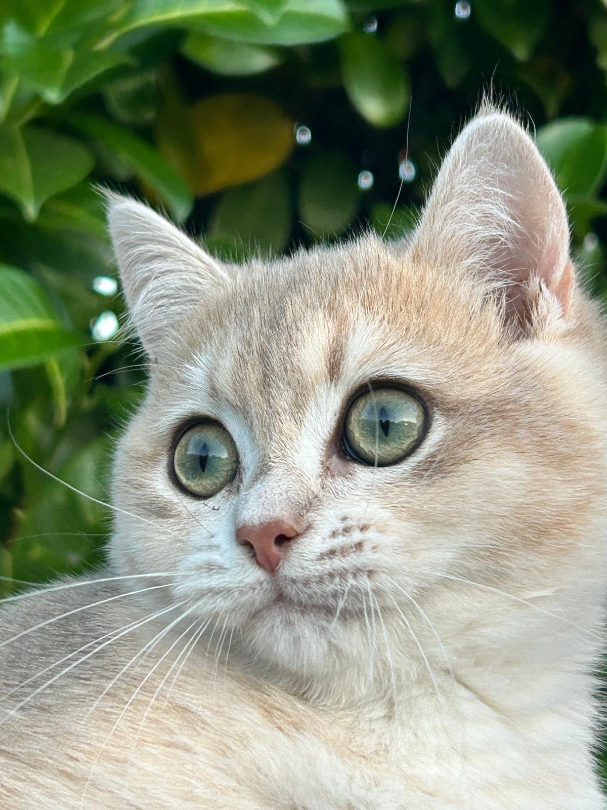 Britse korthaar kitten (katertje)met stamboom golden shaded