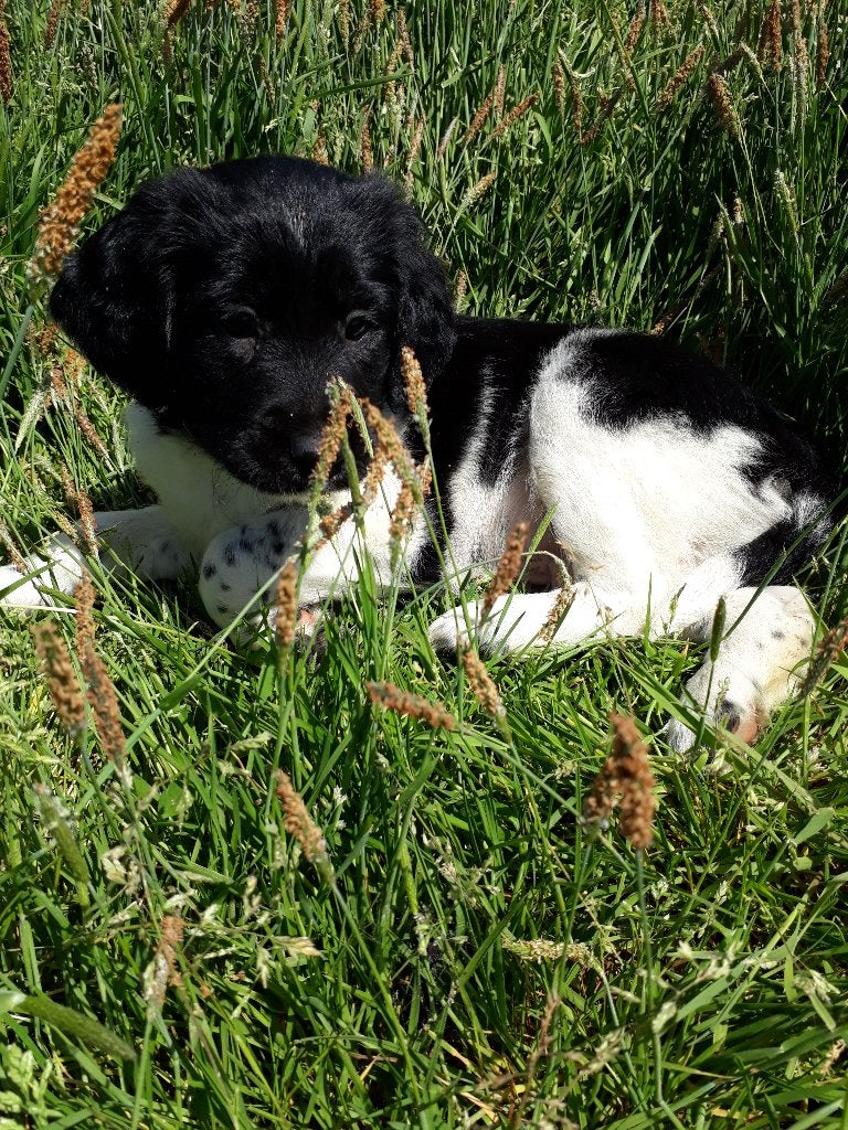 Mooi getekende Friese Stabij pups (reutjes)., Parvo, 8 tot 15 weken, Meerdere, Meerdere dieren