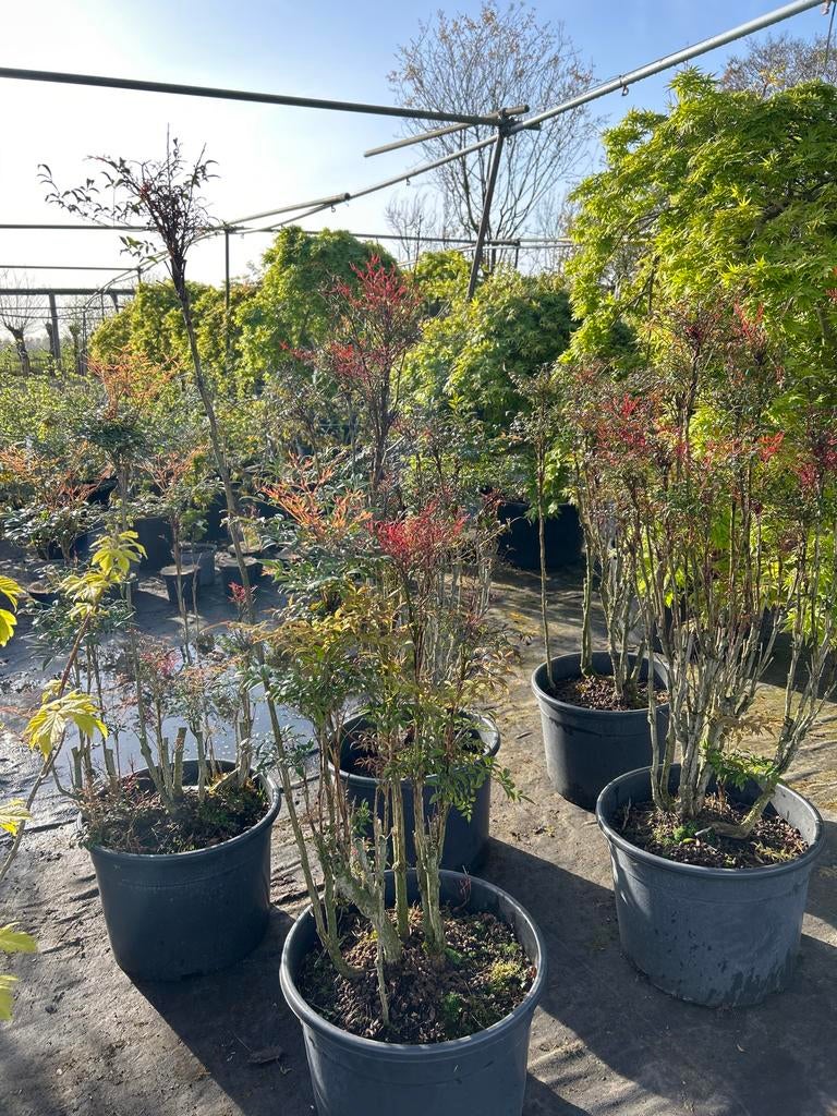 Hemelse Bamboe (Nandina Domestica), Tuin en Terras, Planten | Tuinplanten, Vaste plant, Overige soorten, Volle zon, Zomer, Ophalen