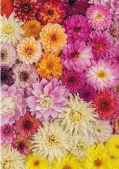Piatnik - Dahlia’s - 1000 stukjes, Ophalen of Verzenden, 500 t/m 1500 stukjes, Nieuw, Legpuzzel