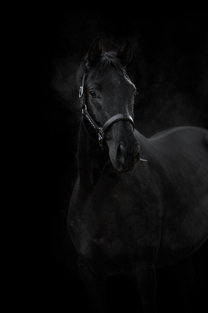 5-jarige Trafalgar x Jazz (keur, Sport) merrie, Merrie, Met stamboom, Dressuurpaard, 3 tot 6 jaar