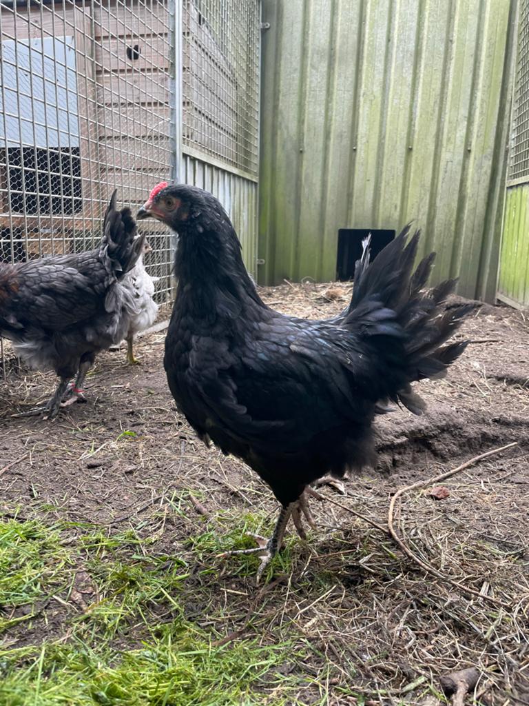 Hanen kleurleggers, marans lavendel+heavy bloom. Groenlegger, Dieren en Toebehoren, Pluimvee, Mannelijk, Kip
