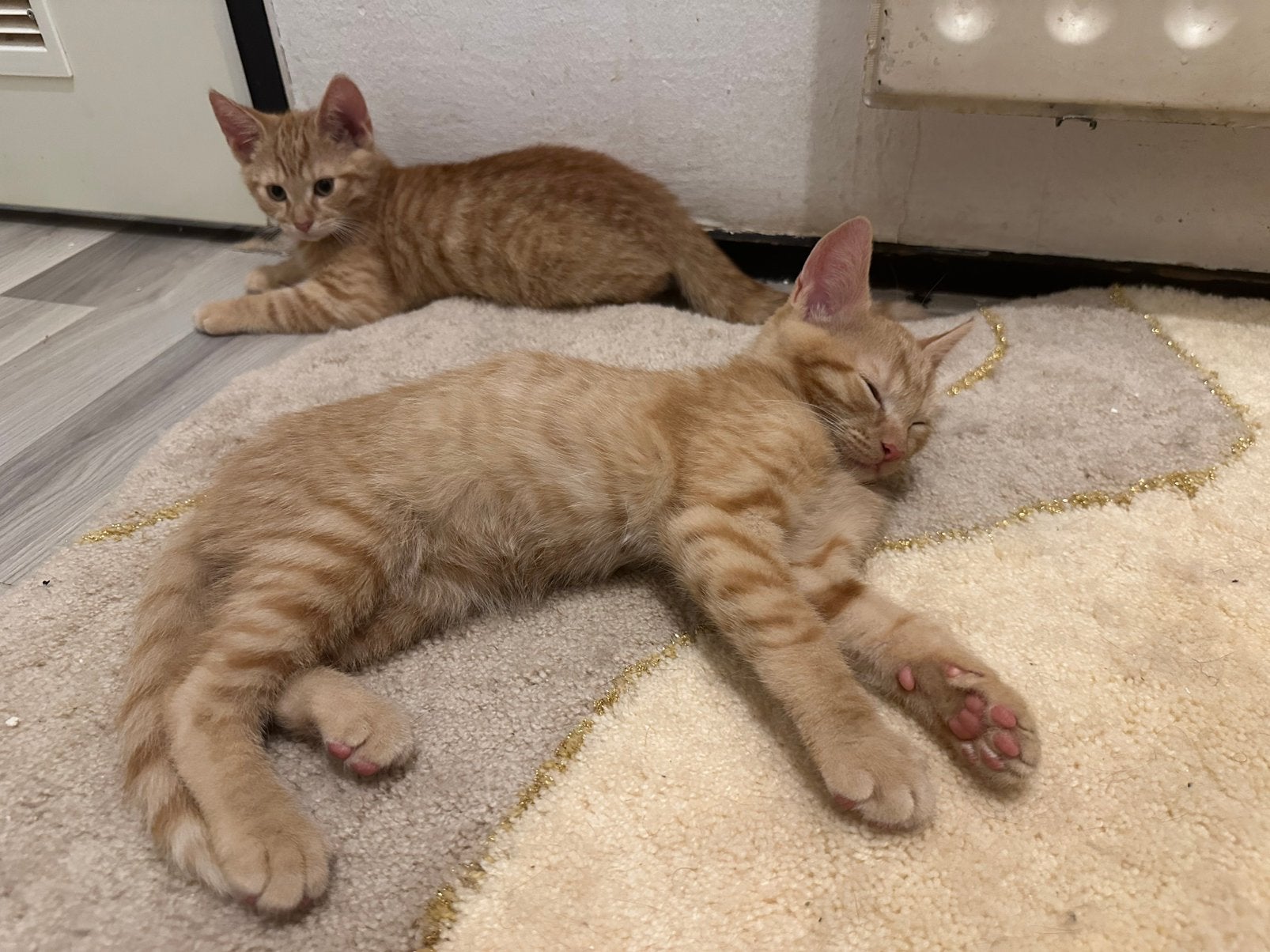 Lieve, sociale kittens te koop ontwormd/ontvlooid mogen mee, Meerdere dieren