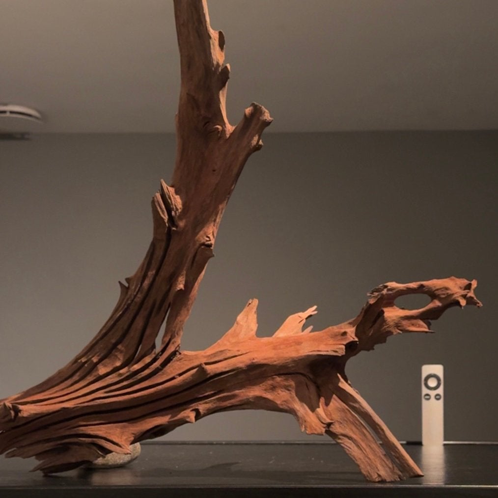Uniek stuk Kienhout / Spiderwood / Driftwood, Hout Decoratie, Ophalen of Verzenden, Zo goed als nieuw, Plant(en), Steen of Hout