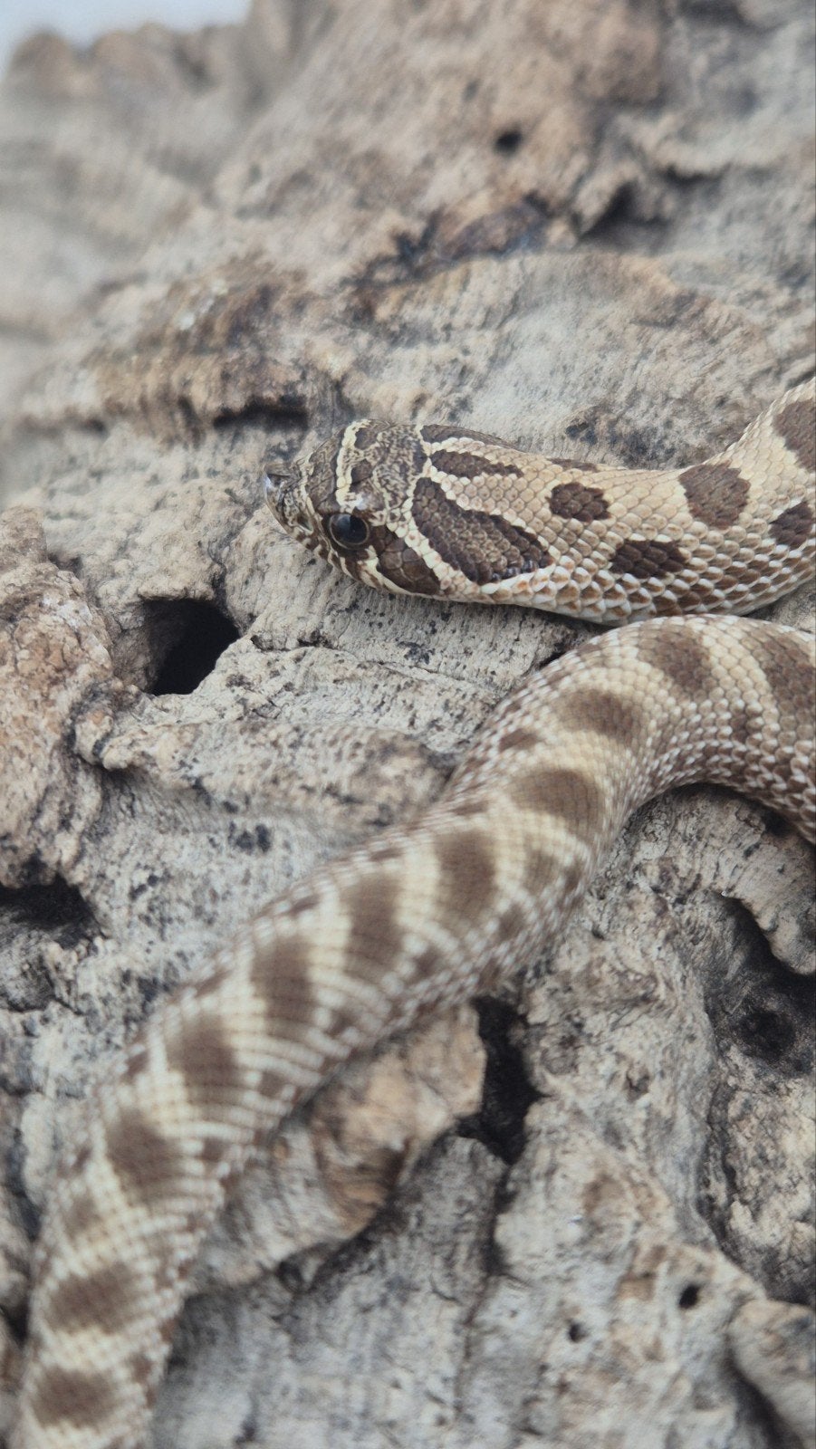 Haakneusslang het snow Hognose Snake photo 2
