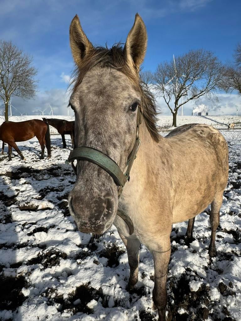 GRULLA APPALOOSA merrie 3 jaar 142cm, Dressuurpony, Zadelmak, 3 tot 6 jaar, D pony (1.37m tot 1.48m)