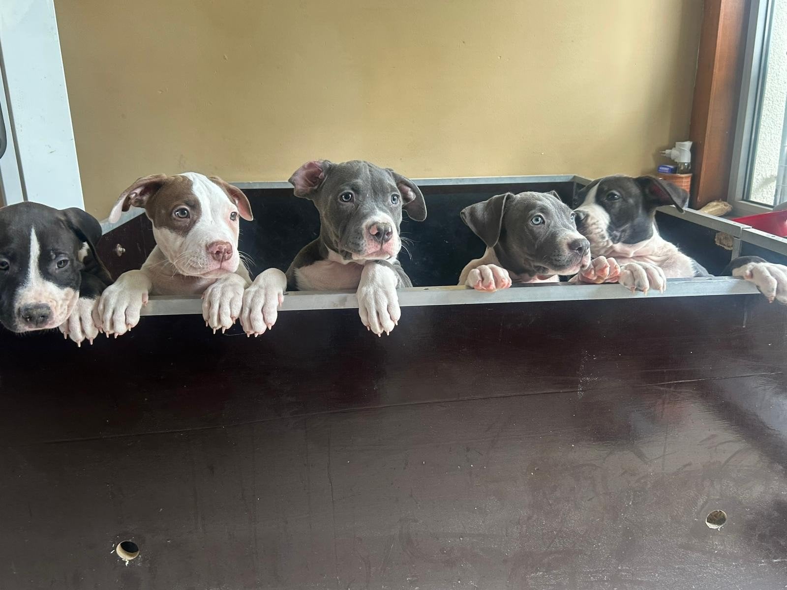 xl  bully pups  Dbkc papier american bully  mogen nest verla, HCC (leverziekte), Overige rassen, 8 tot 15 weken, Meerdere