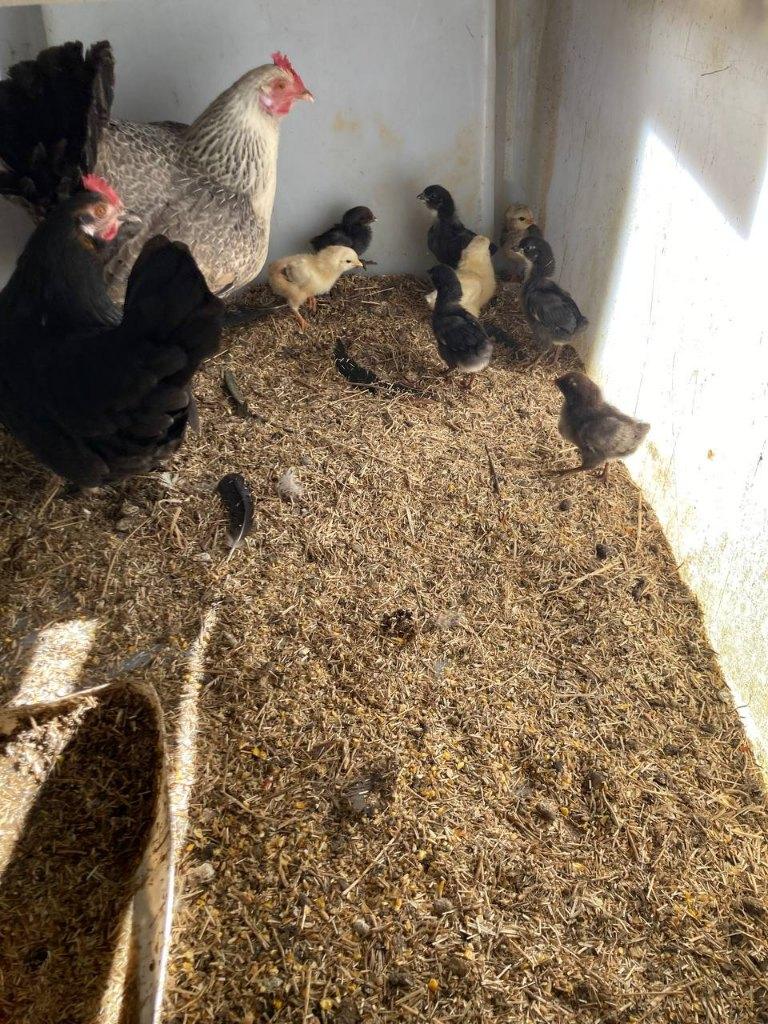 kuikens met of zonder kloek, Meerdere dieren, Kip