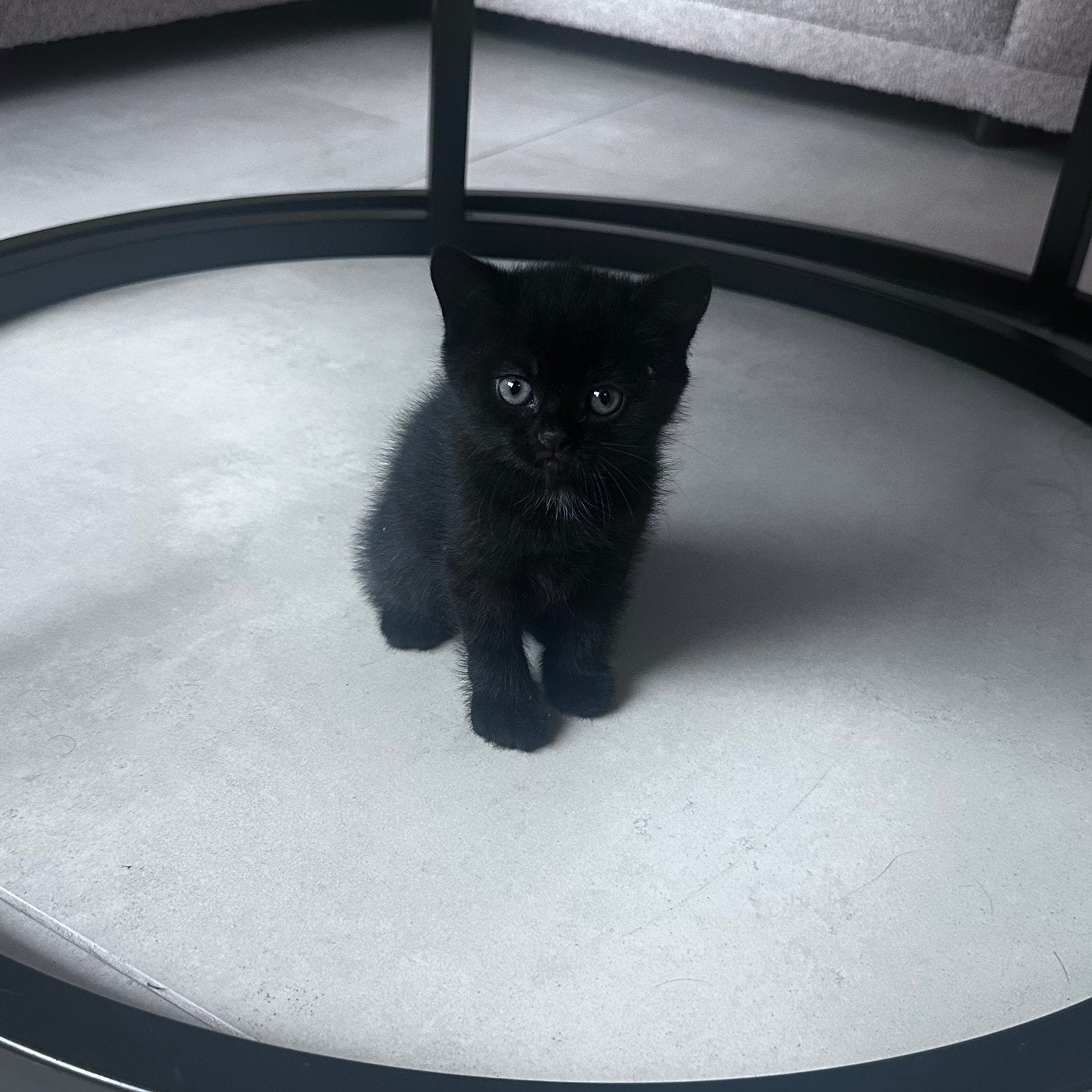 Kittens half britse korthaar, half europees korthaar, Dieren en Toebehoren, Katten en Kittens | Raskatten | Korthaar, Meerdere dieren