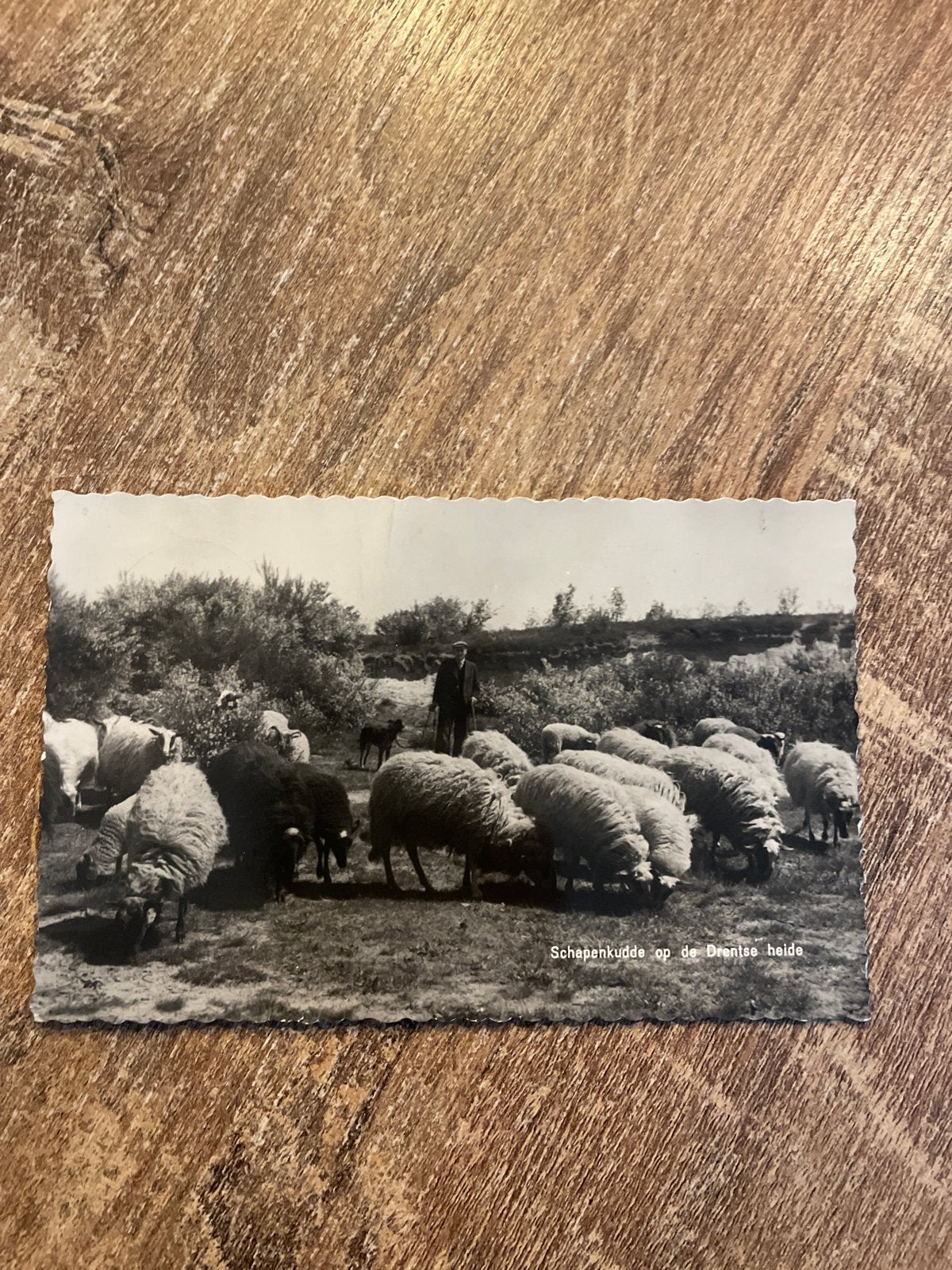 Oude ansichtkaart: Schapenkudde op de Drentse heide, Ophalen of Verzenden, 1960 tot 1980, Gelopen, Drenthe