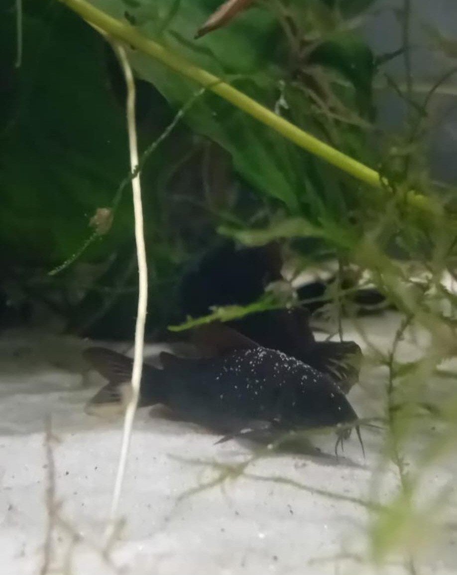 CORYDORA BLACK VENEZUELA, Vis