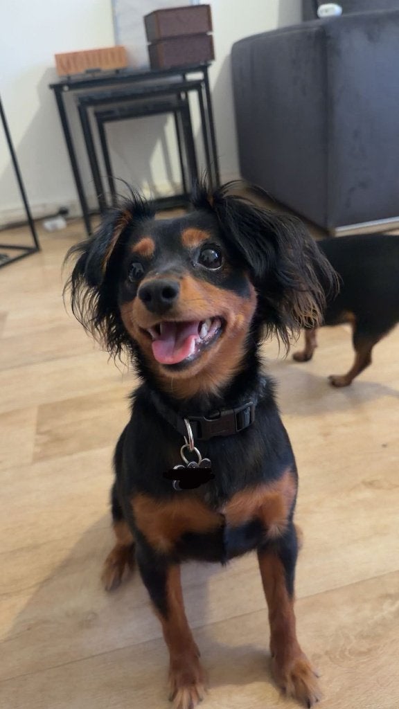 Dwergpincher/Praagse Rattle, Dieren en Toebehoren, Overige rassen, 1 tot 2 jaar, Teef, Parvo