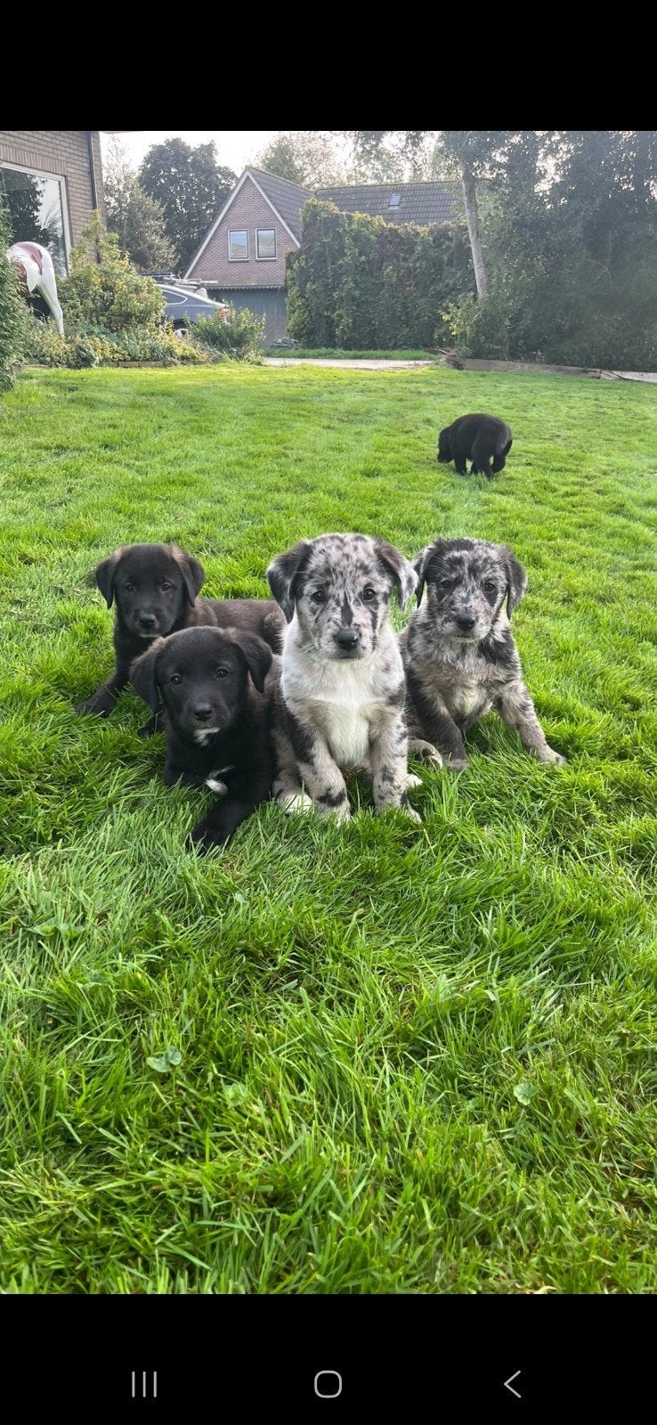 super mooie puppy's ( bordercollie x labrador), Overige rassen, 8 tot 15 weken, Meerdere, Meerdere dieren