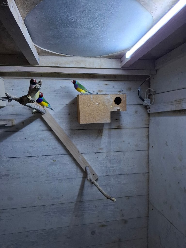 Te koop koppel Gouldamadines, Dieren en Toebehoren, Meerdere dieren, Tropenvogel, Geringd