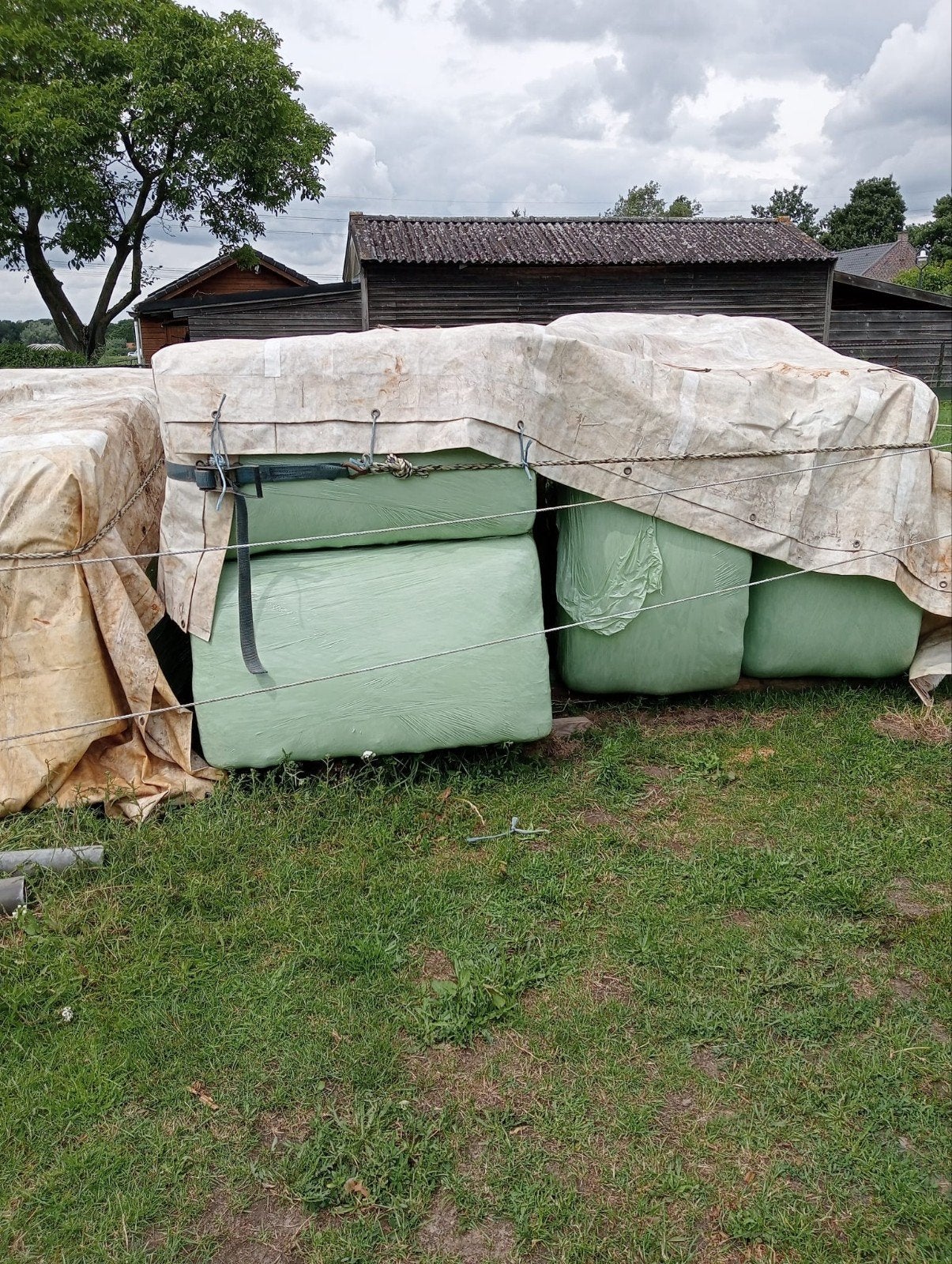 Voordroog, Dieren en Toebehoren, Ophalen of Verzenden, Vee