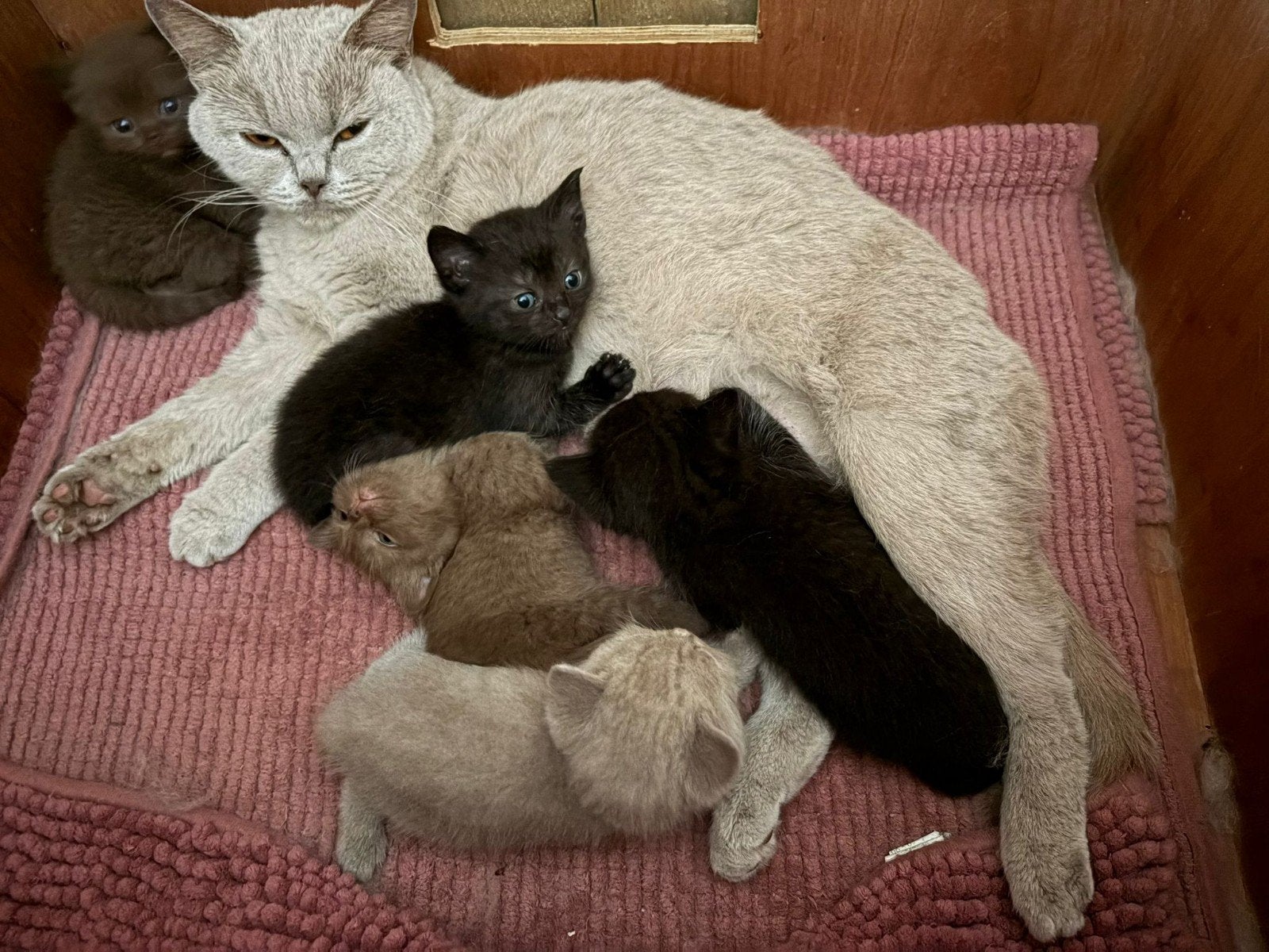 britse korthaar  kitten., Dieren en Toebehoren, Katten en Kittens | Overige Katten, Meerdere dieren, 0 tot 2 jaar