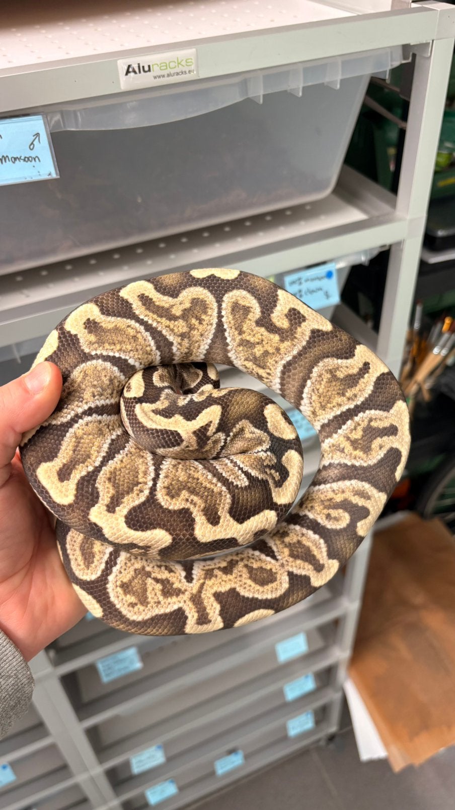 GHI desert ghost ball python Ball Python photo 3