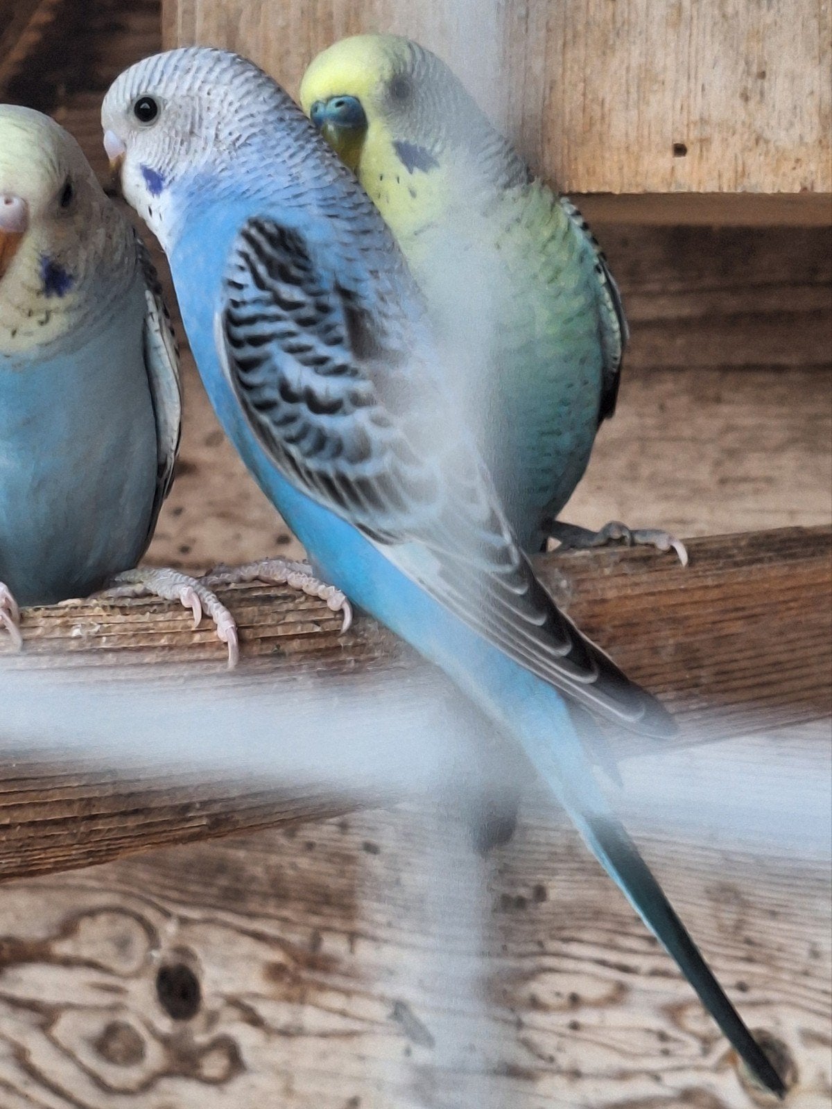 mooie opaline pop , en een crème ino zusje ervan, Dieren en Toebehoren, Vrouwelijk, Parkiet