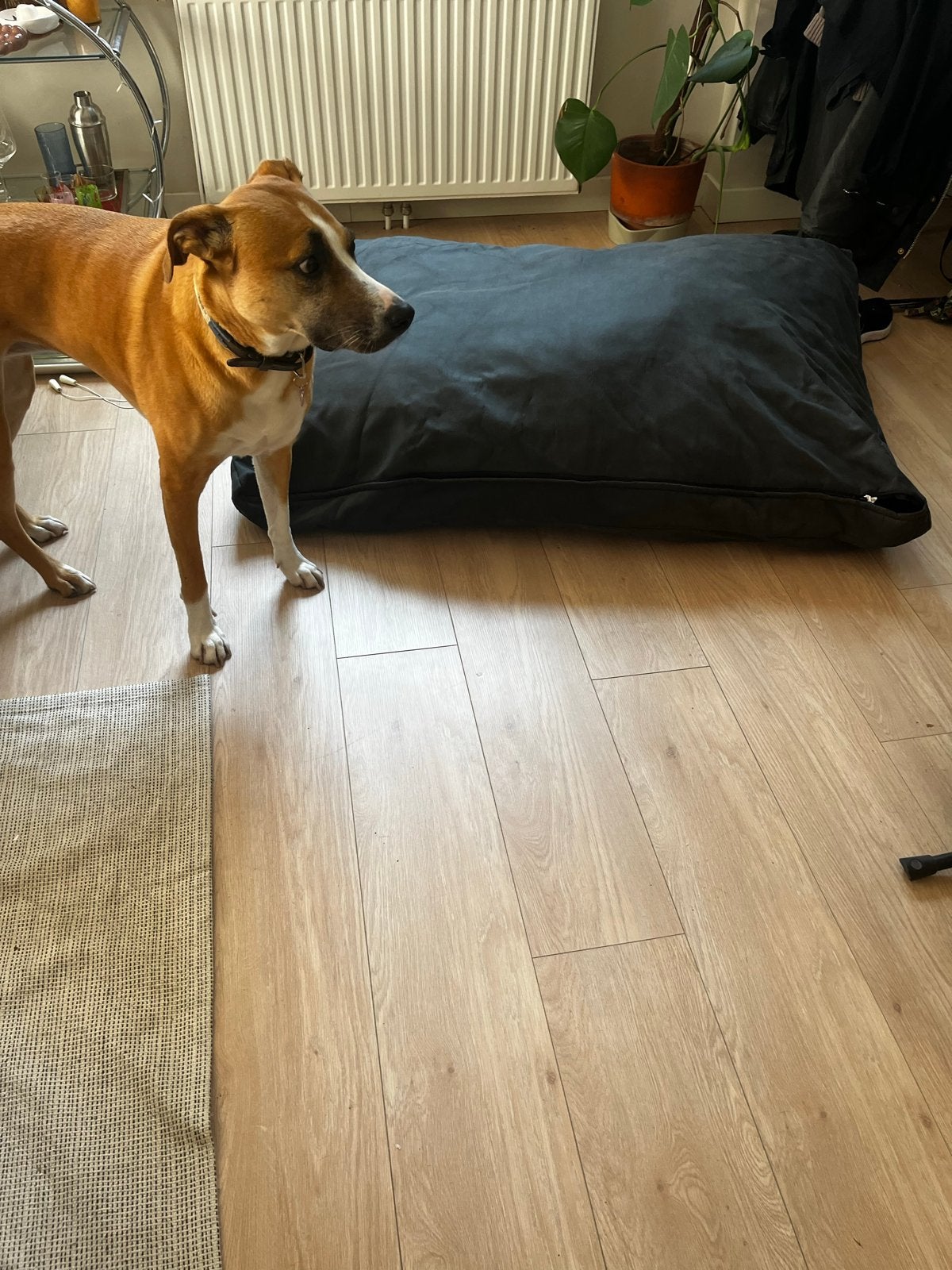 Large dog bed, Dieren en Toebehoren, Honden-accessoires, Ophalen