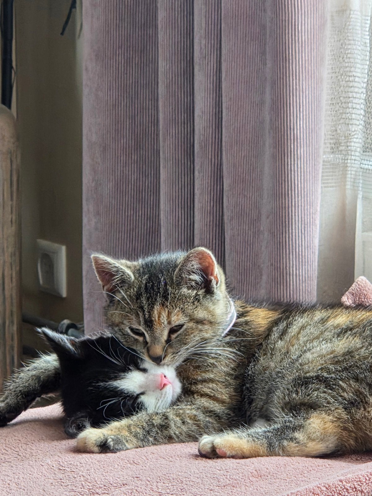 Wegens allergie goed huisje gezocht voor 2 kittens, Dieren en Toebehoren, Katten en Kittens | Dekkaters