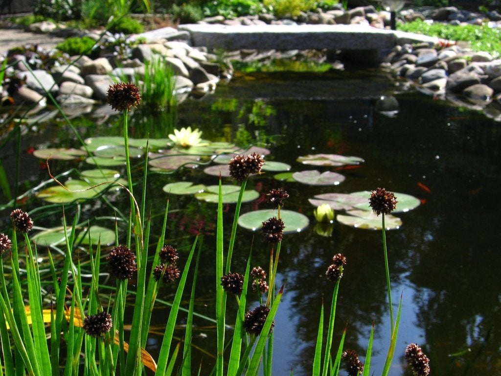Vijverplant met schattige bruine bolletjes, Tuin en Terras, Ophalen, Volle zon, Vaste plant, Zomer