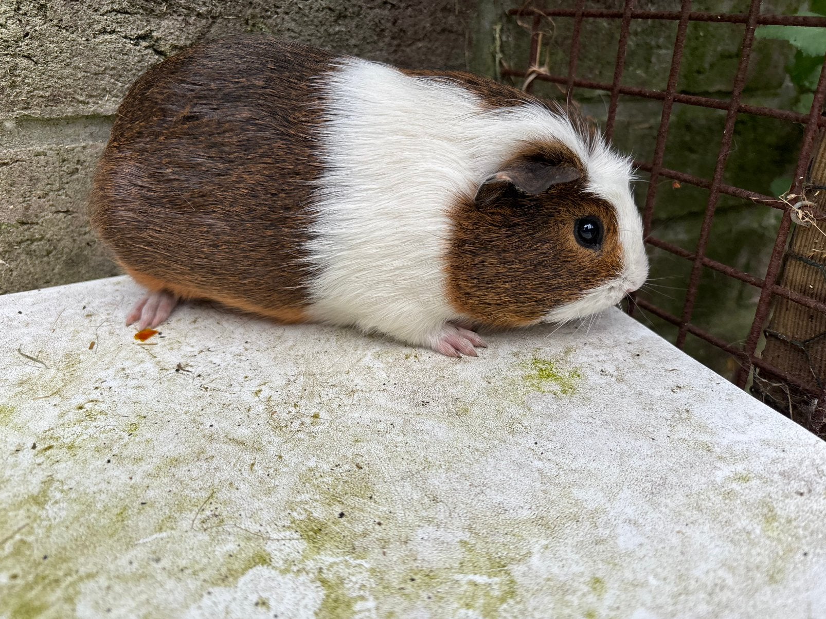 Bruin-wit cavia beertje, Dieren en Toebehoren, Januari, Mannelijk, Cavia