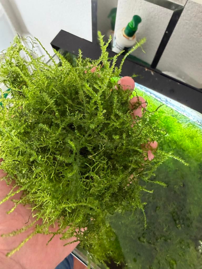 Mooie groene bos javamos, Dieren en Toebehoren, Vissen | Aquaria en Toebehoren, Ophalen of Verzenden, Zo goed als nieuw, Plant(en), Steen of Hout