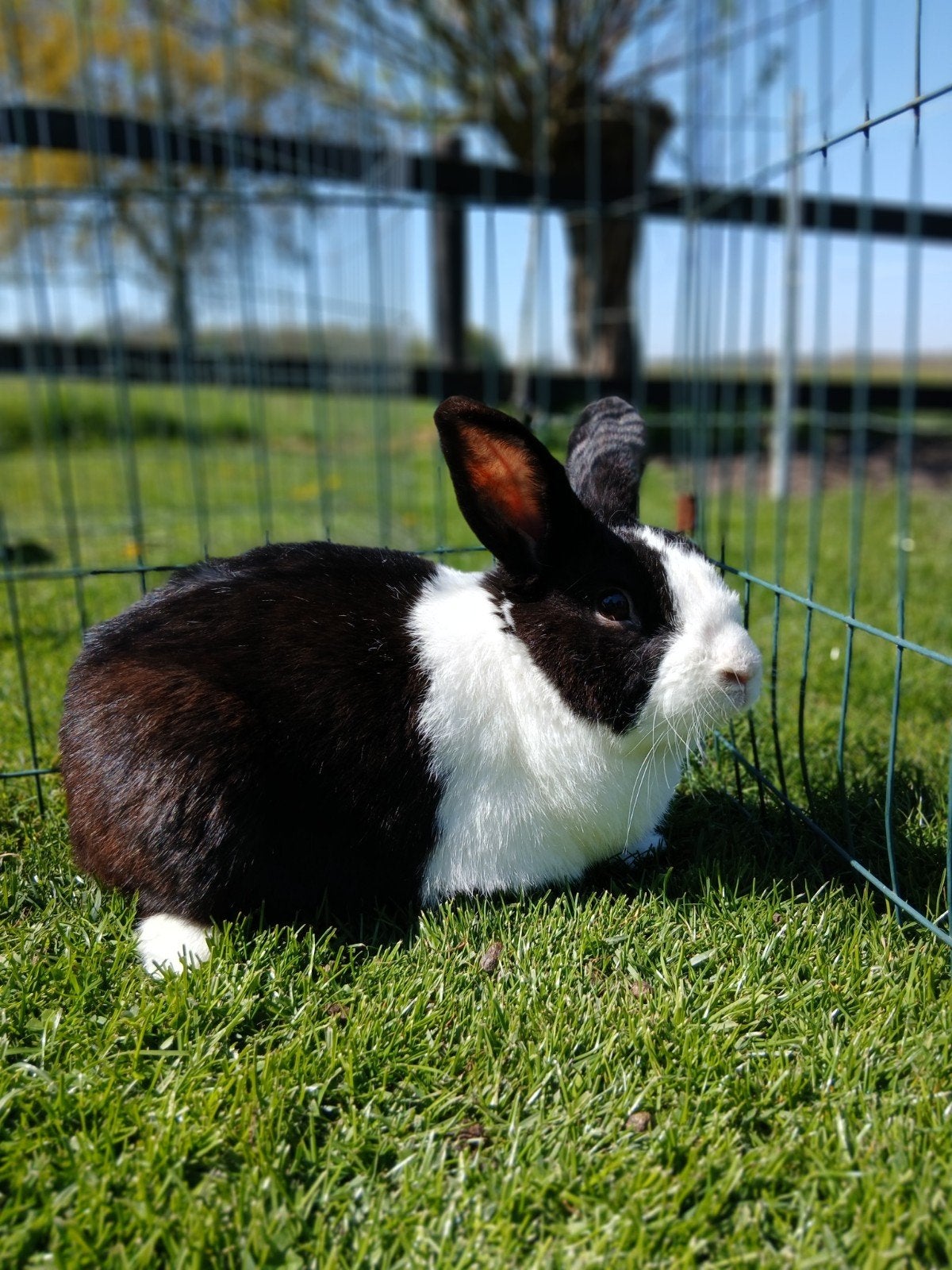 Hollander ram - TER DEKKING, Dieren en Toebehoren, Mannelijk, Middelgroot, 0 tot 2 jaar