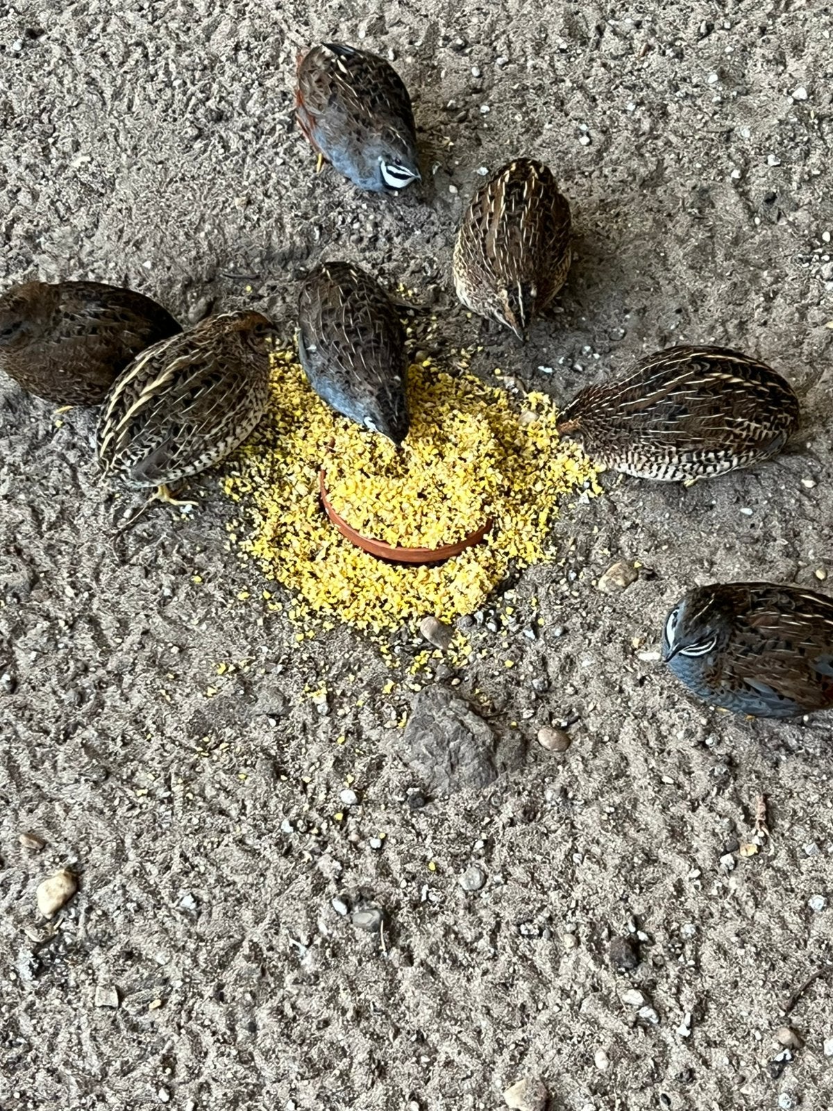 Chinese dwerg kwartels, Meerdere dieren