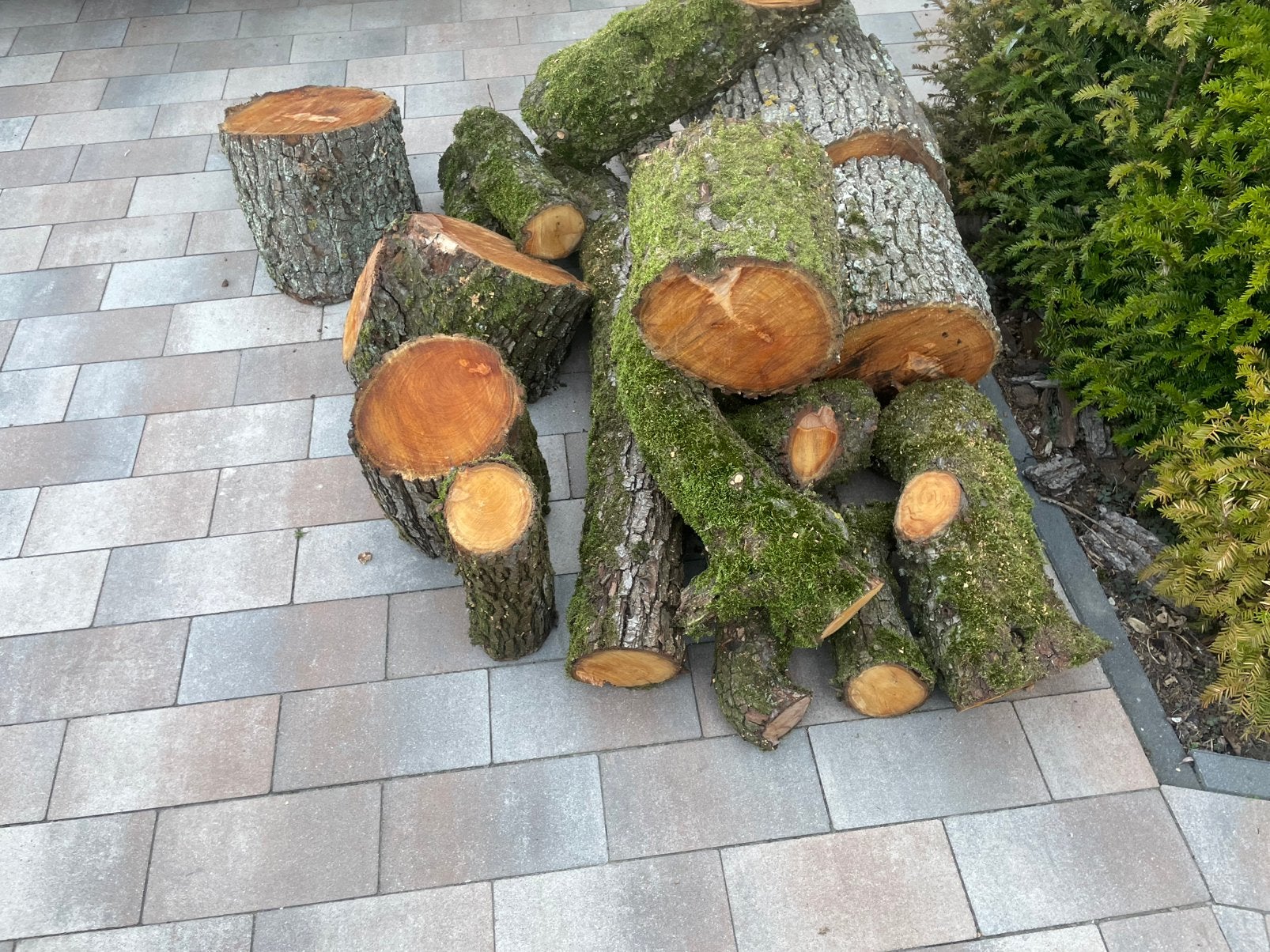 Perenboom, kan ik schijven van zagen., Ophalen, Nieuw