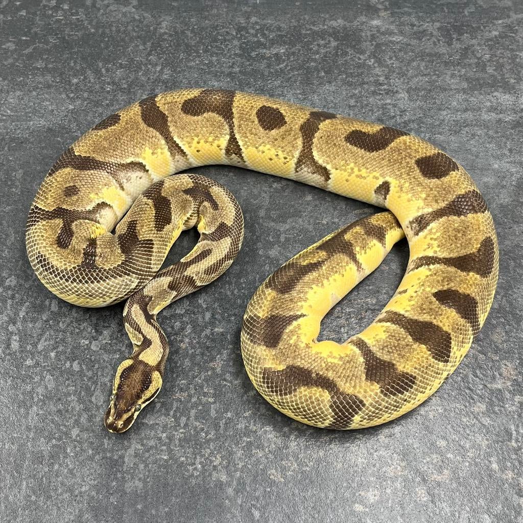 0.1 Enchi OD 100% dh DG Clown, Slang, 0 tot 2 jaar