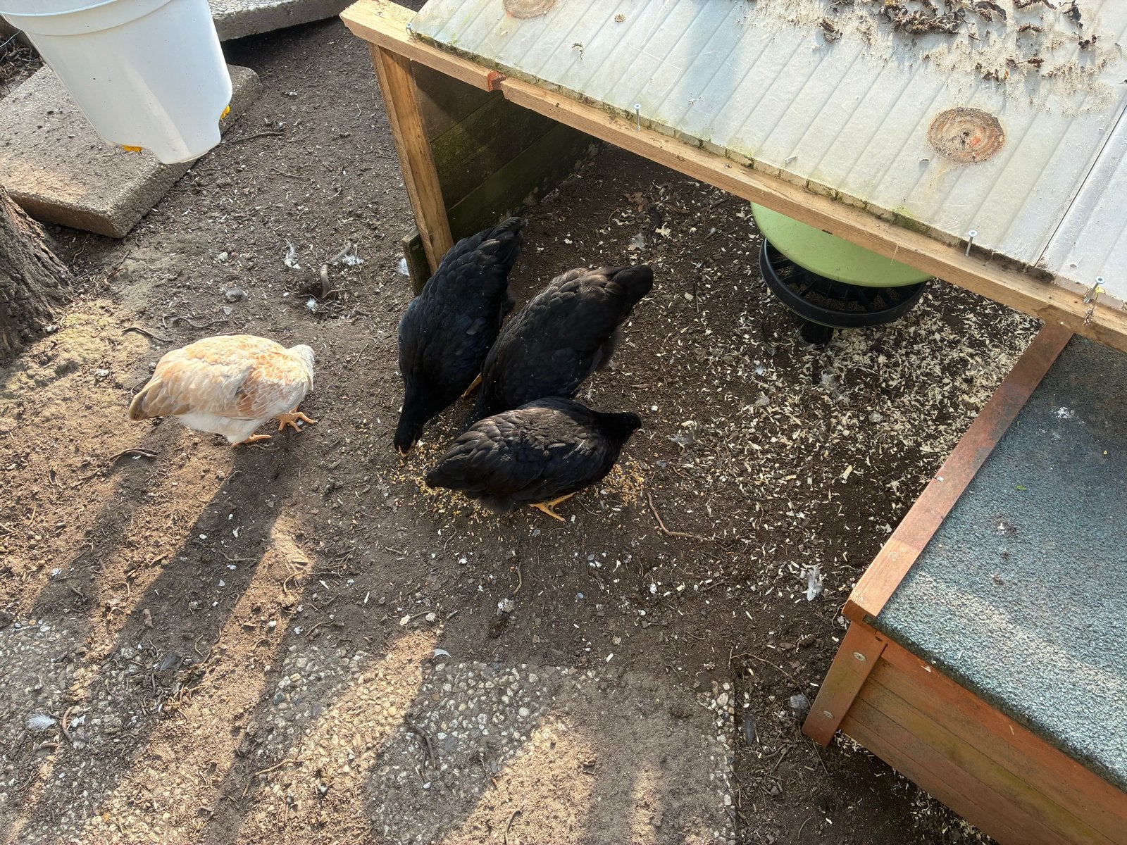 Te koop 4 wyandotte kriel hennen 11weken oud, Dieren en Toebehoren, Vrouwelijk, Kip