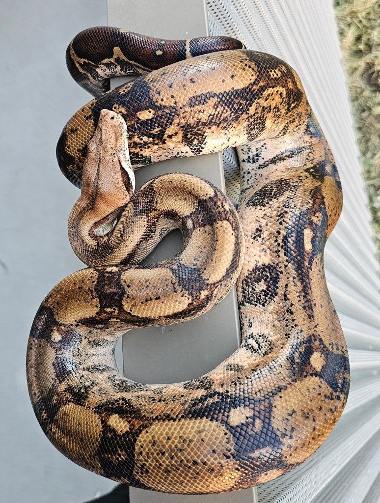 Pinkish fire vrouw boa imperator Boa Constrictor photo 12