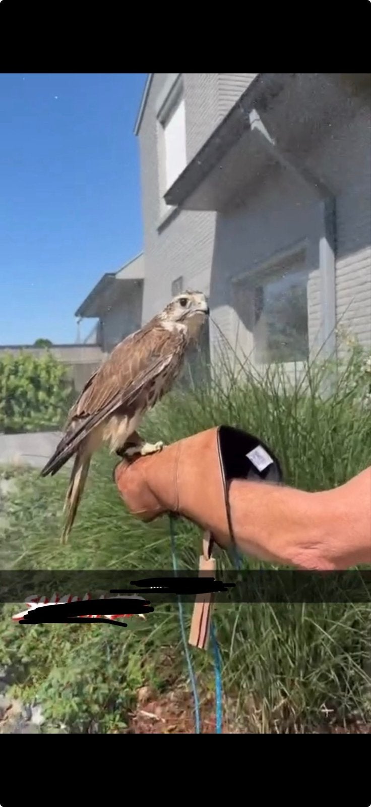 Saker valk, Dieren en Toebehoren, Vogels | Overige Vogels, Meerdere dieren, Geringd