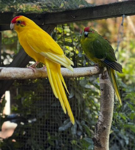 Koppel Kakariki s van 2023, Dieren en Toebehoren, Vogels | Parkieten en Papegaaien, Meerdere dieren, Parkiet