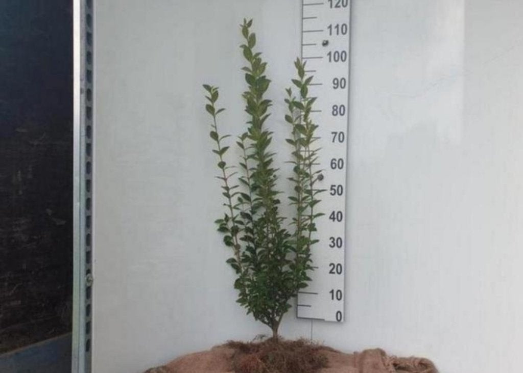 Liguster ovalifolium in pot, Tuin en Terras, Ophalen, Liguster, Haag, 100 tot 250 cm