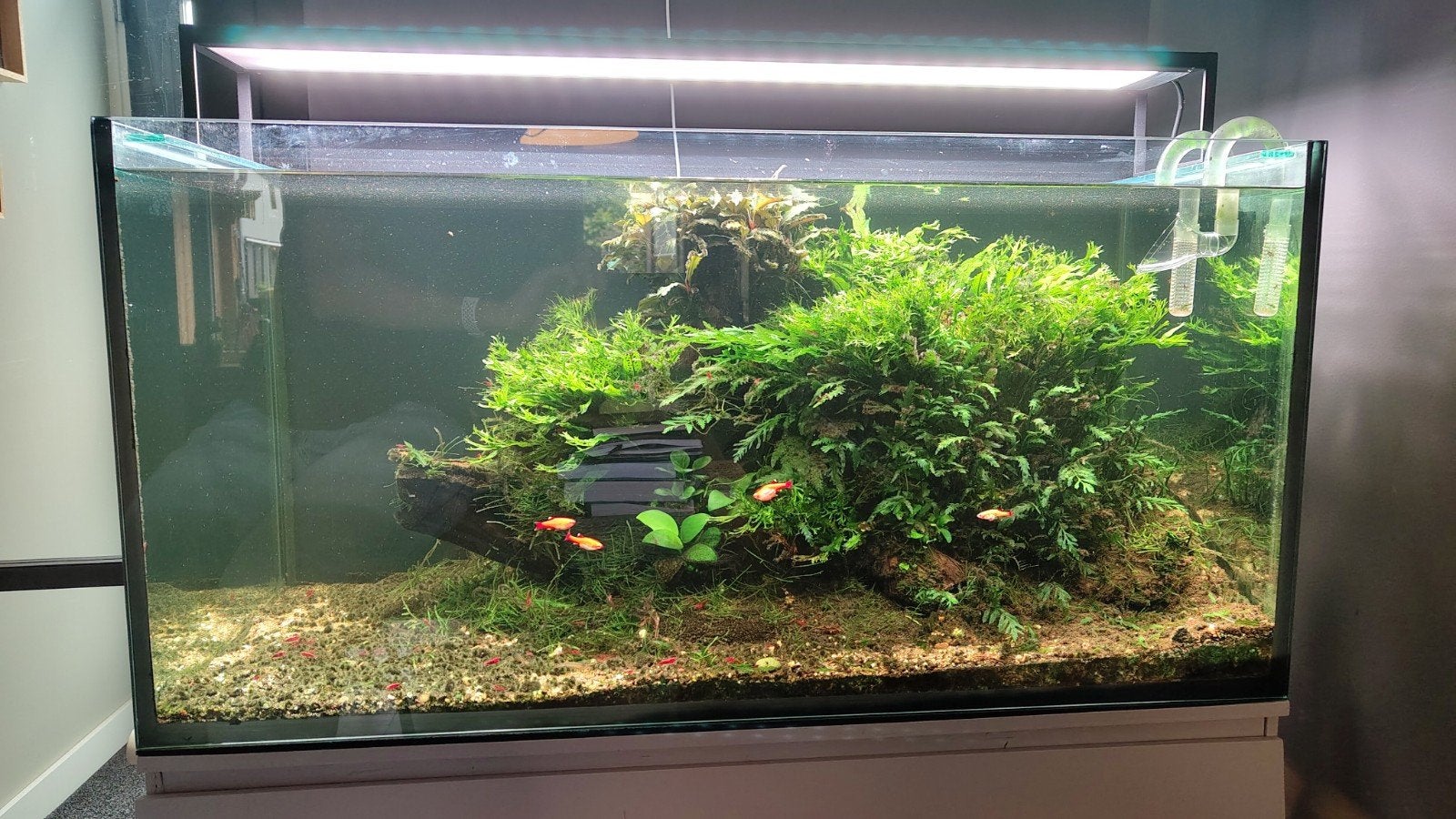 volglas aquarium met toebehoren, Ophalen, Overige merken, Inclusief vissen, Gevuld zoetwateraquarium