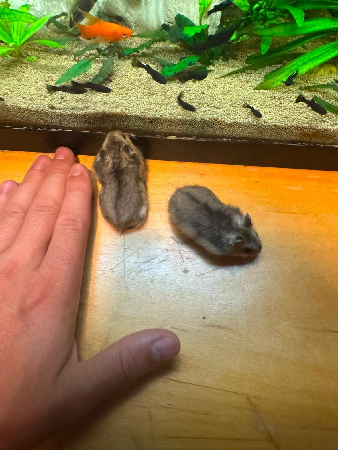 Hamster, Hamster, Augustus, Geslacht onbekend, Tam
