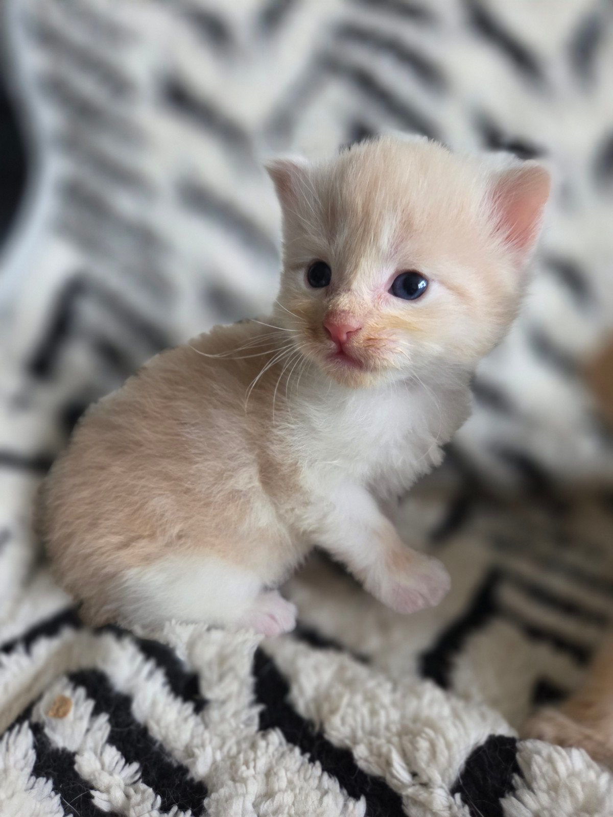 maine coone kittens, Dieren en Toebehoren, Meerdere dieren, 0 tot 2 jaar