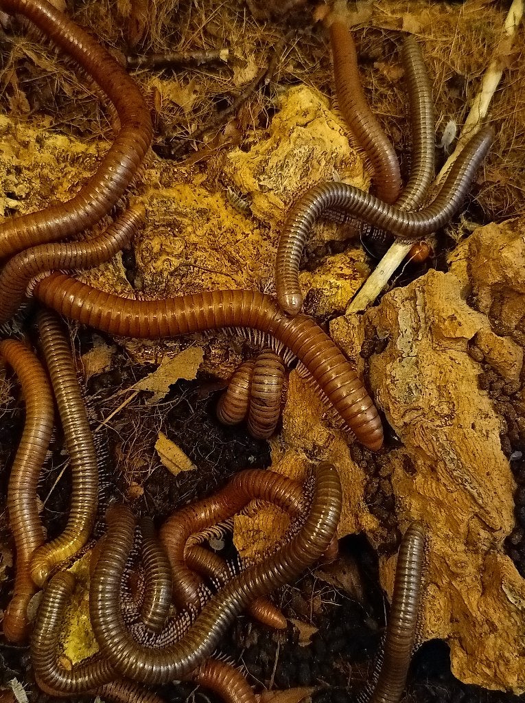 Miljoenpoot, Dieren en Toebehoren, Overige soorten