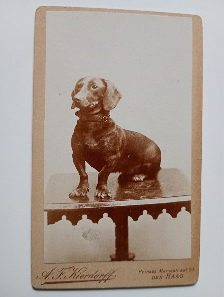 CDV Den Haag Hond Teckel, Gebruikt, Foto, Ophalen of Verzenden, Voor 1940