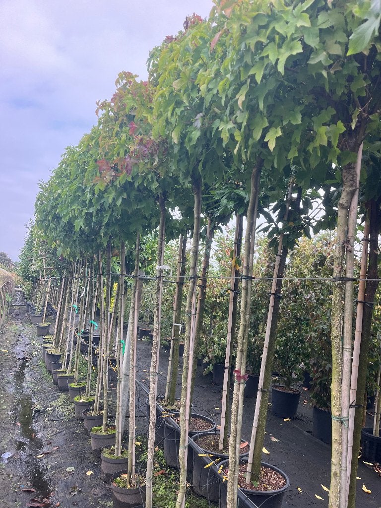 Amberboom (Liquidambar) GUM BALL !!- Prachtige Herfstkleuren, Bloeit niet, 100 tot 250 cm, Ophalen, Volle zon