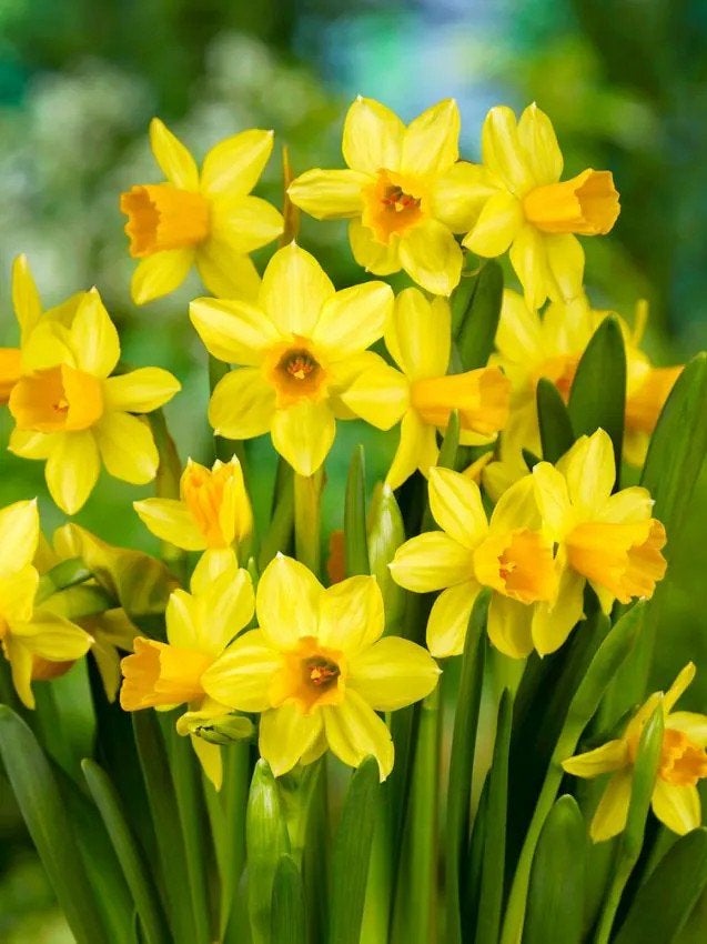 tete a tete Voorjaarsbollen narcis bollen, Tuin en Terras, Ophalen of Verzenden, Volle zon