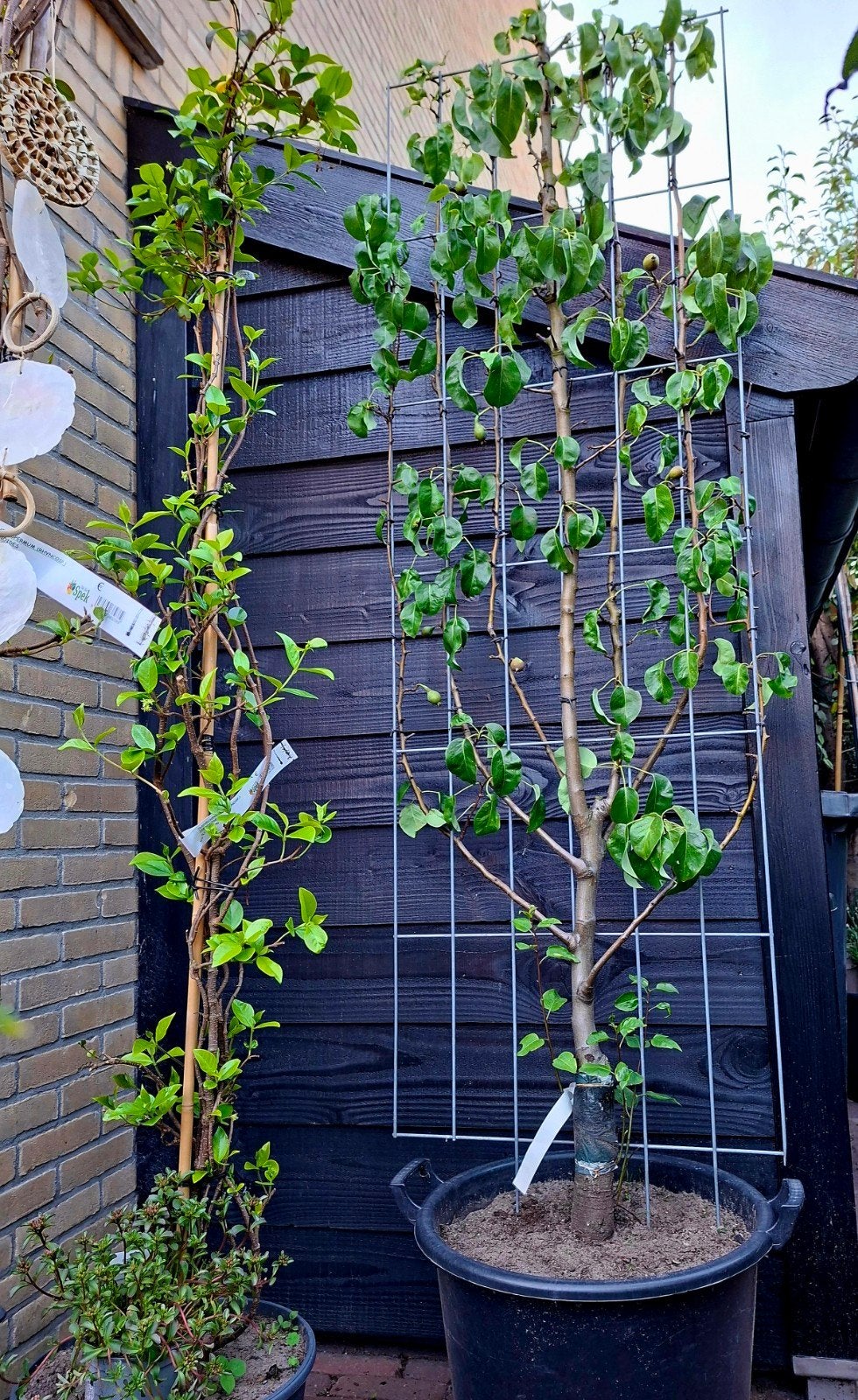 Mooie leipeer..235 x 60 cm.., Tuin en Terras, Ophalen, Minder dan 100 cm, Overige soorten, Zomer