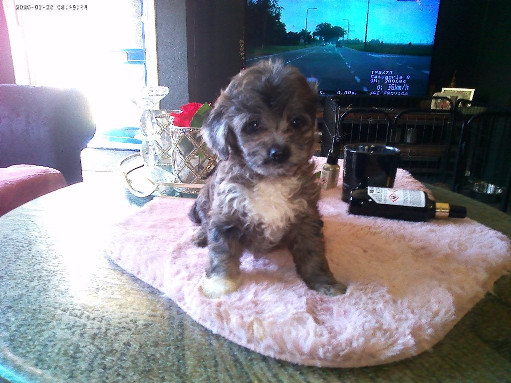 maltipoo, Dieren en Toebehoren, Honden | Chihuahua's en Gezelschapshonden, Overige rassen, 8 tot 15 weken, Parvo, Meerdere