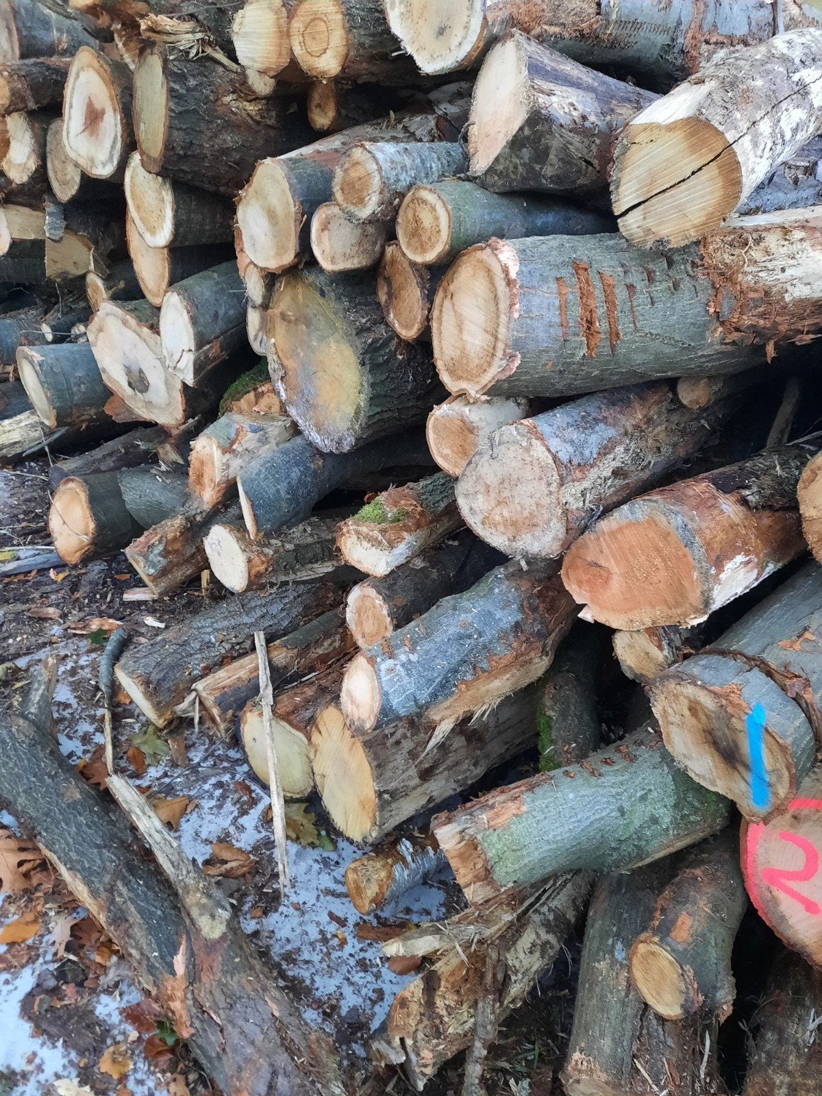 stamhout beuk es eik berk kan geladen worden €85 per kuub, Tuin en Terras, Haardhout, 3 tot 6 m³, Ophalen, Beukenhout, Stammen