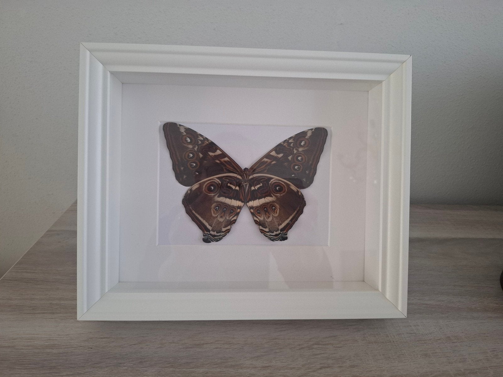 Geprepareerde vlinder., Ophalen, Nieuw, Insect, Opgezet dier