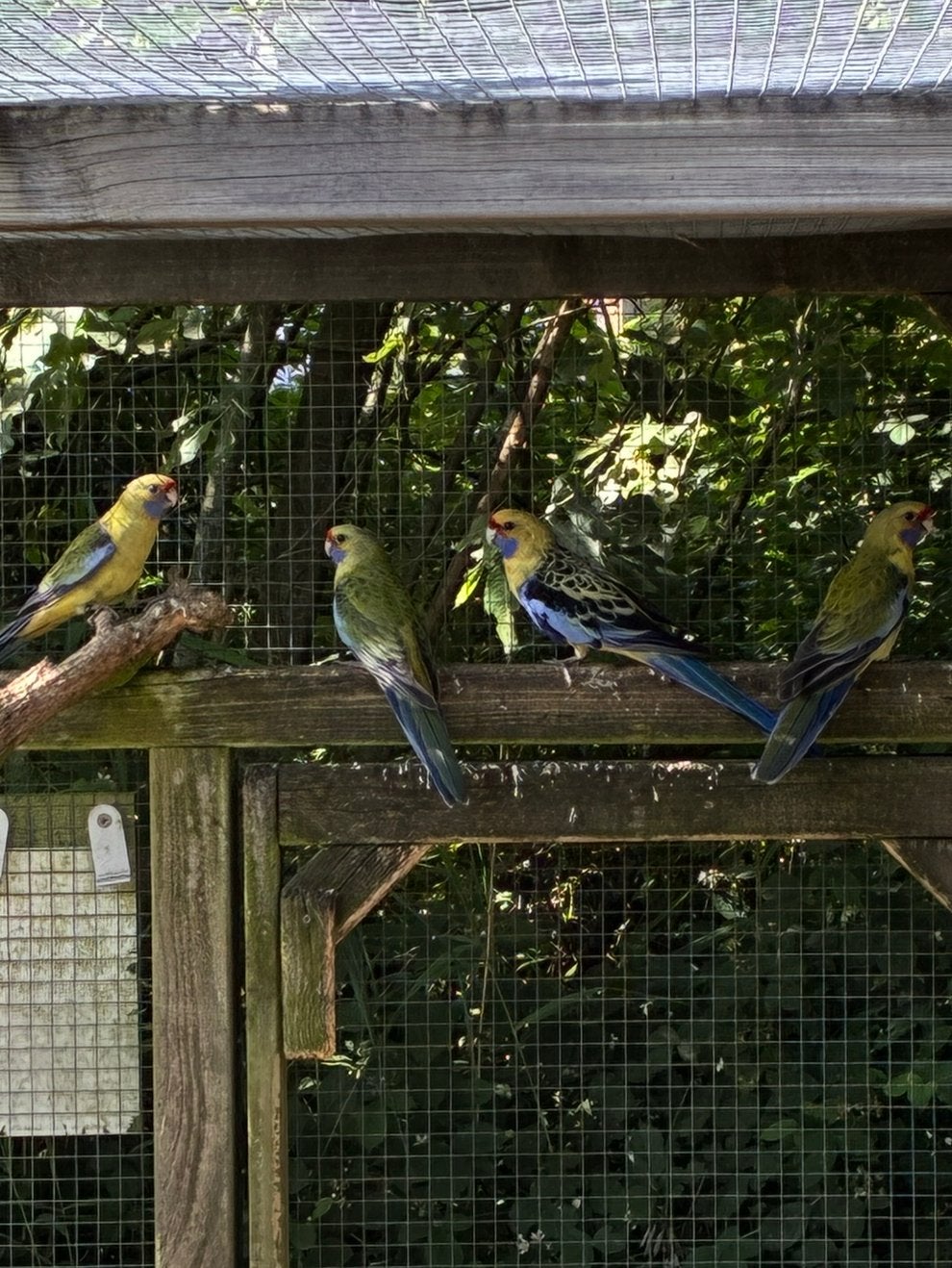 Strogele rosella pop, Dieren en Toebehoren, Vrouwelijk, Parkiet, Geringd